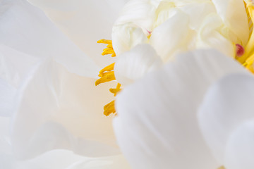Obraz na płótnie Canvas White peony flower in bloom with yellow pistils