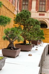 Fototapeta na wymiar beautiful old bonsai