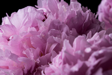 Pink peony flower in bloom on a black background 