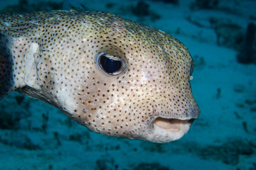 Pufferfish closeup, Cozumel, Mexico © Hedvika