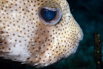 Pufferfish closeup, Cozumel, Mexico © Hedvika