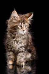 Maine Coon kitten on a black background