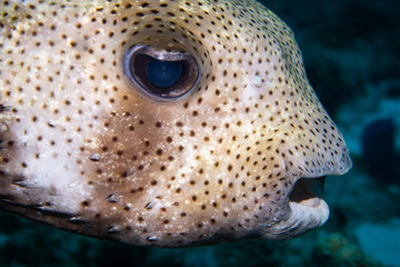 Pufferfish closeup, Cozumel, Mexico