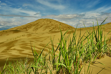 Mongolia. Sands Mongol Els, sandy dune desert,