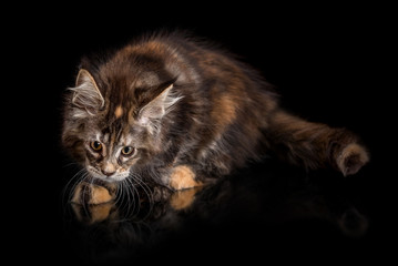 Fototapeta na wymiar Maine Coon kitten on a black background