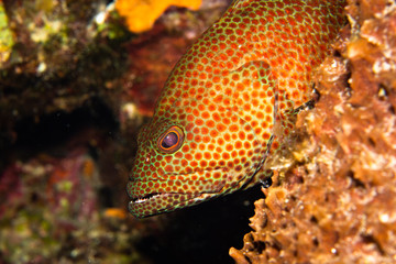 Obraz na płótnie Canvas Coral reef fish, underwater, Cozumel, Mexico