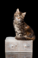 Maine Coon kitten on a black background