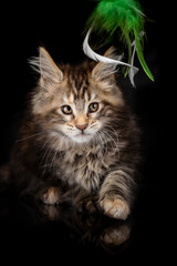 Maine Coon kitten on a black background