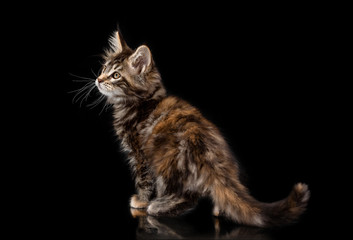 Maine Coon kitten on a black background © food and animals