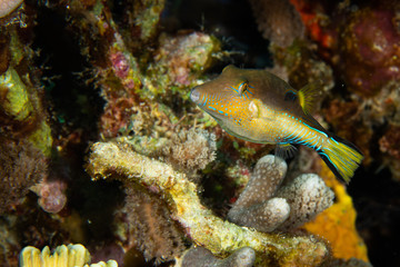 Coral reef fish, Cozumel, Mexico