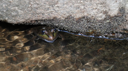  Frog in the water under the stone