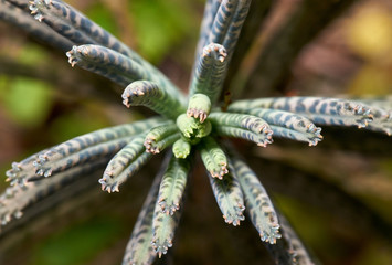 A macro top-view image of delicate small-leaved succulent plant, growing in poor soil-conditions - gravelly and well-drained - near the coastal town of Angourie, in Australia.