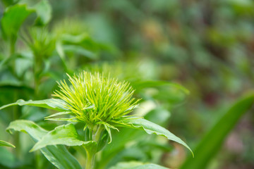 Dianthus barbatus flowers starting to bloom, green flower buds with sharp thin leaves, springtime garden - Sweet-williams - Caryophyllaceae