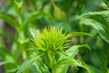 Dianthus barbatus flowers starting to bloom, green flower buds with sharp thin leaves, springtime garden - Sweet-williams - Caryophyllaceae