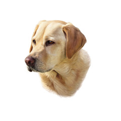 Illustration of the Labrador Retriever Dog isolated on white background. Animal art collection: Dogs. Hand Painted Illustration of Pet. Design template. Good for banner, T-shirt, pillow, card