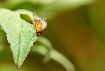 A Vinegar Fly(Drosophila melanogaster) - with it's red-eyes and bright orange body - resting facing downward on a serrated green leaf; with a blurred brown and green background.