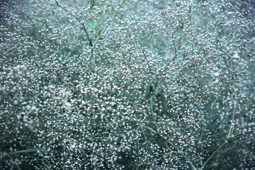 Flowering gypsophila bush with tiny white flowers