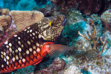 Coral reef fish, underwater, Cozumel, Mexico