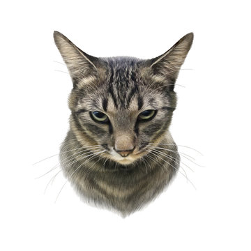 Cute striped cat isolated on white background. Realistic drawing of a cat with green eyes. Design template. Good for print on pillow, T-shirt. Art background, banner for pet shop.