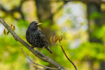 starling sits on a tree branch. green background, close-up