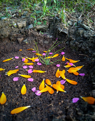 autumn leaves on wooden background
