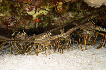Carribean lobster, Cozumel, Mexico
