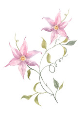 Fototapeta na wymiar Watercolor pink tropical flowers