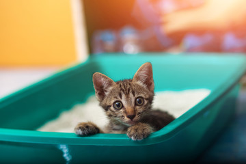 Cute little cat in the sand tray.
