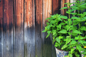 Stinging Nettle Growing in a Steel Bucket by the Weathered Wooden Wall.