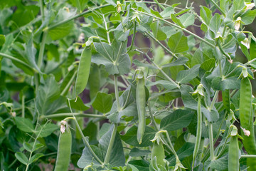 ripening in the garden green peas