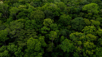 Texture of forest, Background of forest, Aerial top view background forest. © Kalyakan