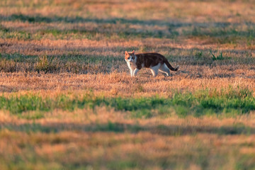 Red-white cat walking in meadow in evening sunlight.