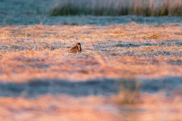 Buzzard sits in mowed meadow in evening sunlight.