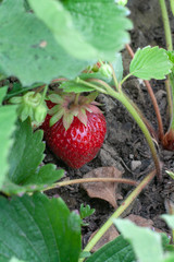 red fresh strawberries in the garden