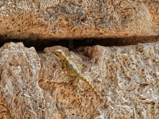 lizard Antique city of Perge, Antalya