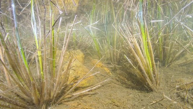 Carex sedge plant and school of Eurasian minnow fish under water in a mountain lake, France, Pyrenees Orientales, 59.94fps