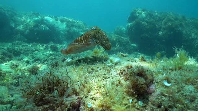 A common cuttlefish, Sepia officinalis, underwater in the Mediterranean sea, France