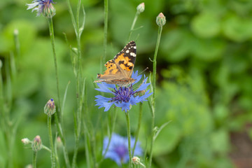 orange butterfly on blue flowers