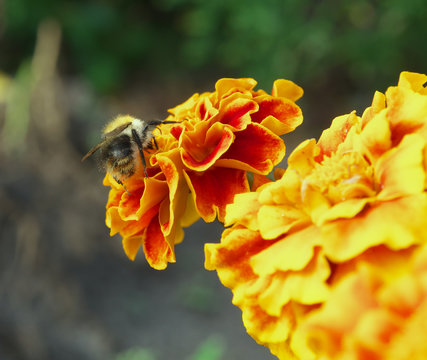 bee collects nectar from a yellow orange carnation marigold tagrtes closeup photo