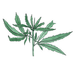 Watercolor branch of Green hemp with leaves