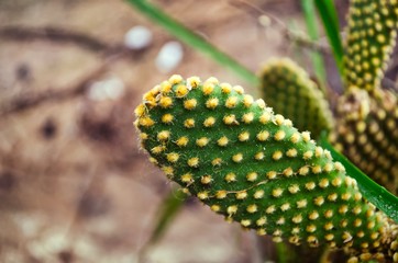 Tuna of beautiful colors very saturated with green with a beautiful blur