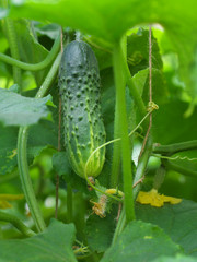 Fresh cucumber with flower and tendrils in vegetable bed
