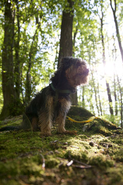 Waldi im Wald