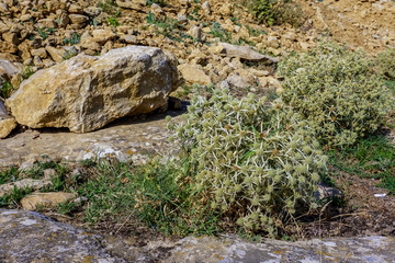 Steppe spine eryngium field. It grows along the road to the observation deck at the top of Tarki-tau mountain in the city of Makhachkala.