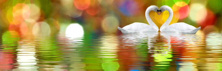 image of two white swans on a lake