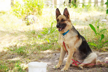 Dog breed German Shepherd