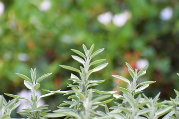 Salvia divinorum beautiful herb plant 