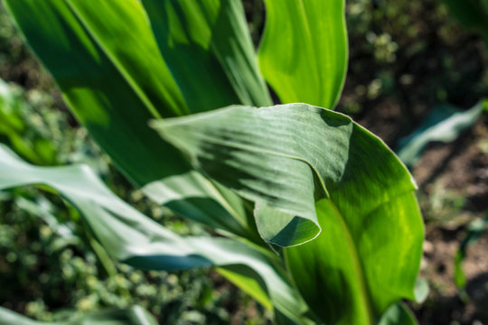 Green Corn Leaf on a farm