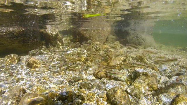 Eurasian minnow fish school underwater in a river, France, Pyrenees Orientales