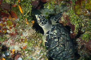 Hawksbill turtle swimming, Cozumel, Mexico